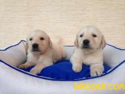SAF IRK GOLDEN RETRİEVER YAVRULARI 3