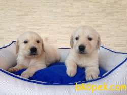 SAF IRK GOLDEN RETRİEVER YAVRULARI 1