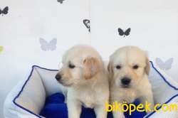 Golden Retri̇ever Yavruları 3