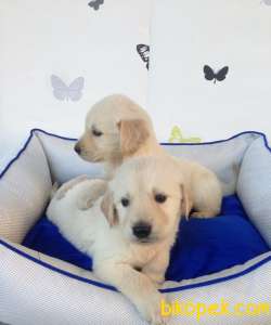 Golden Retri̇ever Yavruları 2