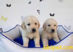 Golden Retri̇ever Yavruları 4