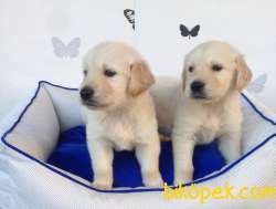 Golden Retri̇ever Yavruları 1