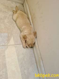 SATILIK GOLDEN RETRIEVER 1