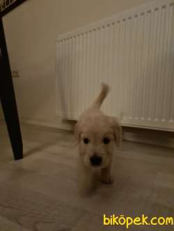 SATILIK GOLDEN RETRIEVER 3