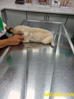 SATILIK GOLDEN RETRIEVER 5