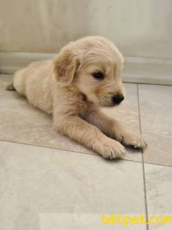 SATILIK GOLDEN RETRIEVER 2
