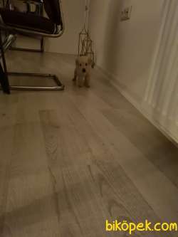 SATILIK GOLDEN RETRIEVER 4