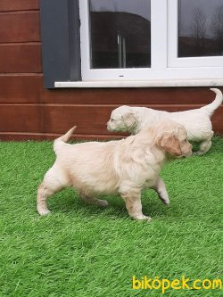 Satilik Golden Retriever Yavru Köpekler 1