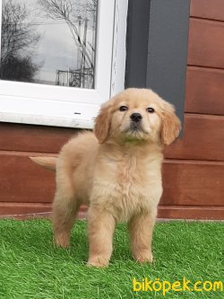 Satılık GOLDEN RETRIEVER YAVRULAR 5
