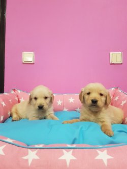 Satılık Golden Retriever Yavruları 2
