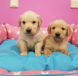 Satılık Golden Retriever Yavruları 3
