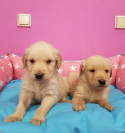 Satılık Golden Retriever Yavruları 1