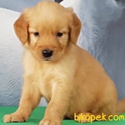 Satilik Golden Retriever Yavruları 1