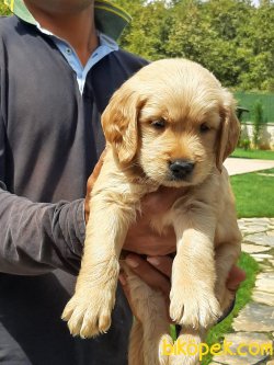 Satılık GOLDEN RETRIEVER YAVRULARI 4