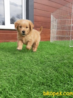 Satılık GOLDEN RETRIEVER YAVRULARI 3