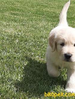 SATILIK GOLDEN RETRIEVER YAVRULARI 5
