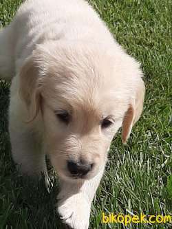 SATILIK GOLDEN RETRIEVER YAVRULARI 2