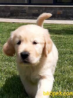 SATILIK GOLDEN RETRIEVER YAVRULARI 3