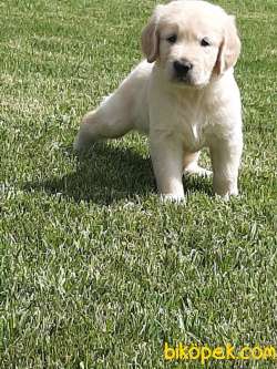 SATILIK GOLDEN RETRIEVER YAVRULARI 5