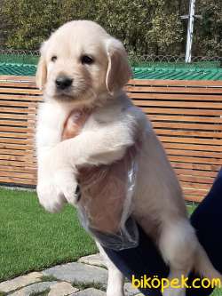 SATILIK GOLDEN RETRIEVER YAVRULARI 4