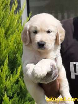 SATILIK GOLDEN RETRIEVER YAVRULARI 1