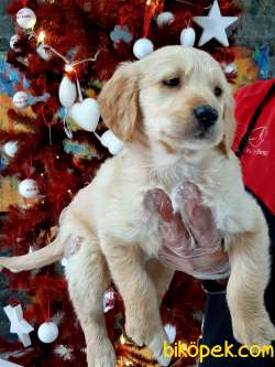 SATILIK GOLDEN RETRIEVER YAVRULARI 5