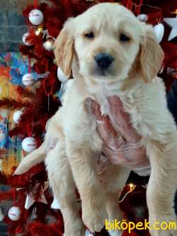 SATILIK GOLDEN RETRIEVER YAVRULARI 2