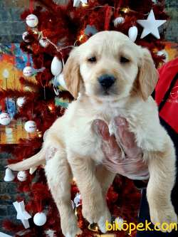 SATILIK GOLDEN RETRIEVER YAVRULARI 1