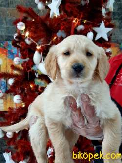 SATILIK GOLDEN RETRIEVER YAVRULARI 1