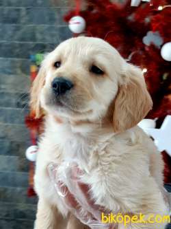 SATILIK GOLDEN RETRIEVER YAVRULARI 2
