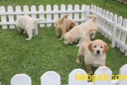 SATILIK GOLDEN RETRIEVER YAVRULARI 1