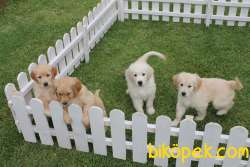 SATILIK GOLDEN RETRIEVER YAVRULARI 3