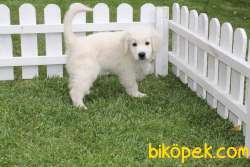 SATILIK GOLDEN RETRIEVER YAVRULARI 2