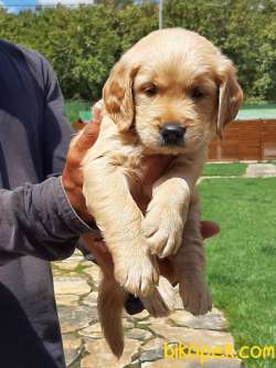 Satilik Golden Retriever Yavruları 5