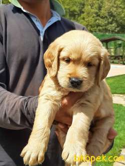 Satilik Golden Retriever Yavruları 4