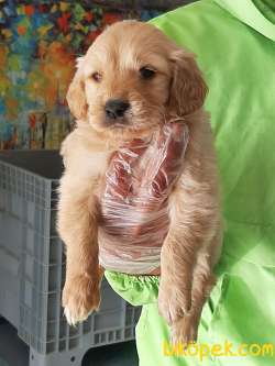 SATILIK GOLDEN RETRIEVER YAVRULARI 4