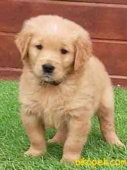 SATILIK GOLDEN RETRIEVER YAVRULARI ÇİFTLİKTEN 3