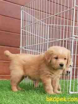 SATILIK GOLDEN RETRIEVER YAVRULARI ÇİFTLİKTEN 1