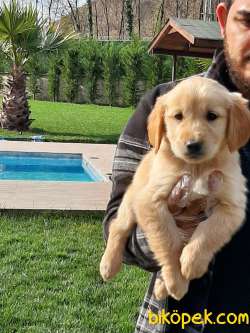 Satılık GOLDEN RETRIEVER YAVRULARI 1