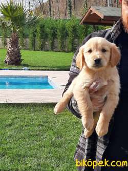 Satılık GOLDEN RETRIEVER YAVRULARI 5