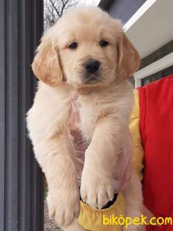 SATILIK GOLDEN RETRIEVER YAVRULARI 2