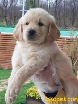 SATILIK GOLDEN RETRIEVER YAVRULARI 3