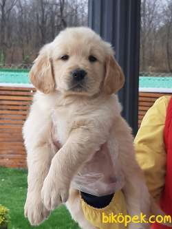SATILIK GOLDEN RETRIEVER YAVRULARI 1