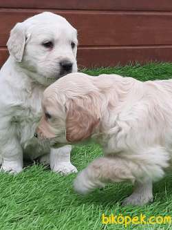 Satilik Golden Retriever Yavruları Istanbul 1