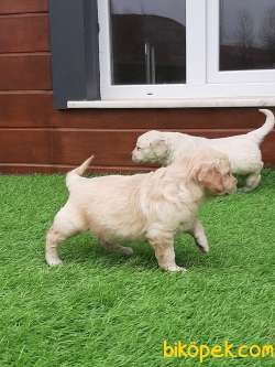 Satilik Golden Retriever Yavruları Istanbul 2