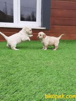 Satilik Golden Retriever Yavruları Istanbul 3