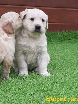Satilik Golden Retriever Yavruları Istanbul 5