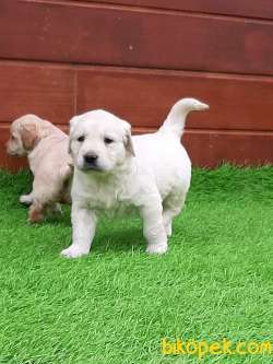 Satilik Golden Retriever Yavruları Istanbul 4