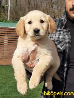 SATILIK GOLDEN RETRIEVER YAVRULARI Kalıte Burda 2