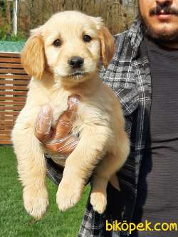 SATILIK GOLDEN RETRIEVER YAVRULARI Kalıte Burda 3